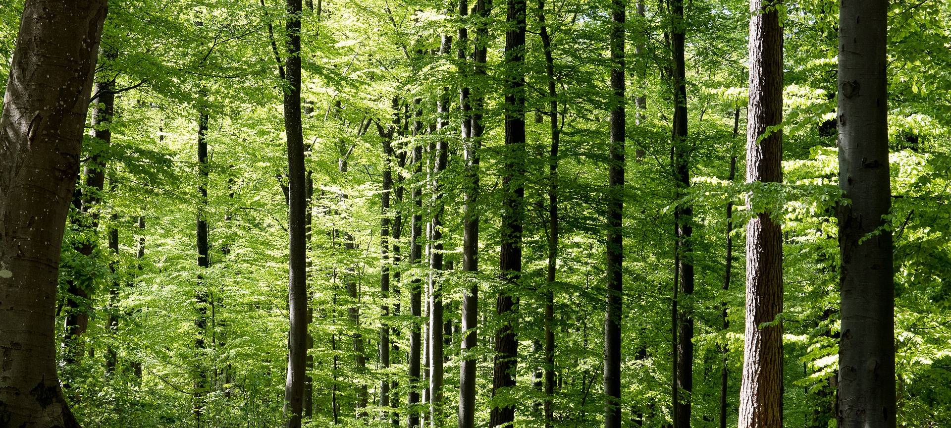 DARUP: Wildentwicklungsgebiet im Nott