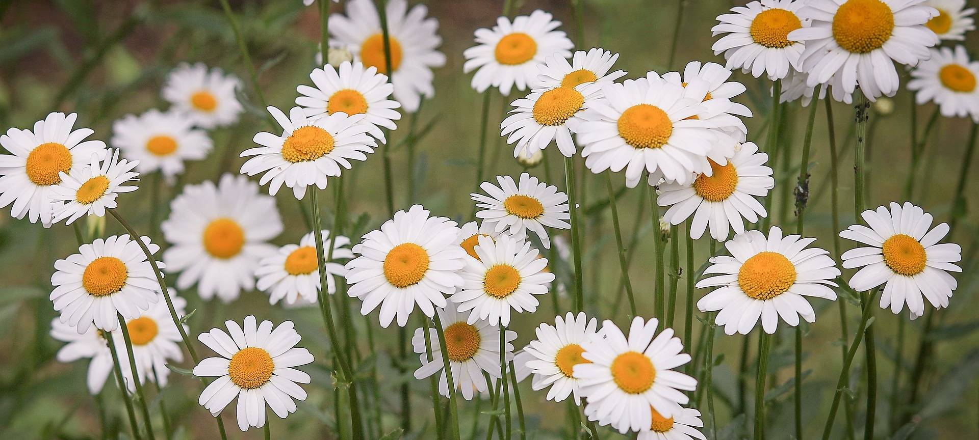 KREIS: Mähfreier Mai