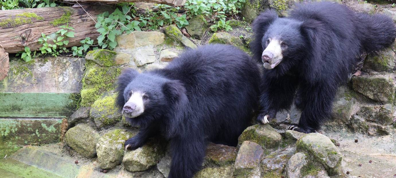 MÜNSTER: Erstmals Lippenbären im Zoo
