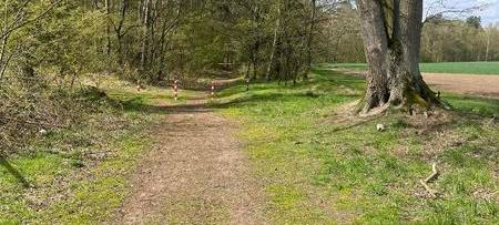 OLFEN: Baum blockiert Wanderweg