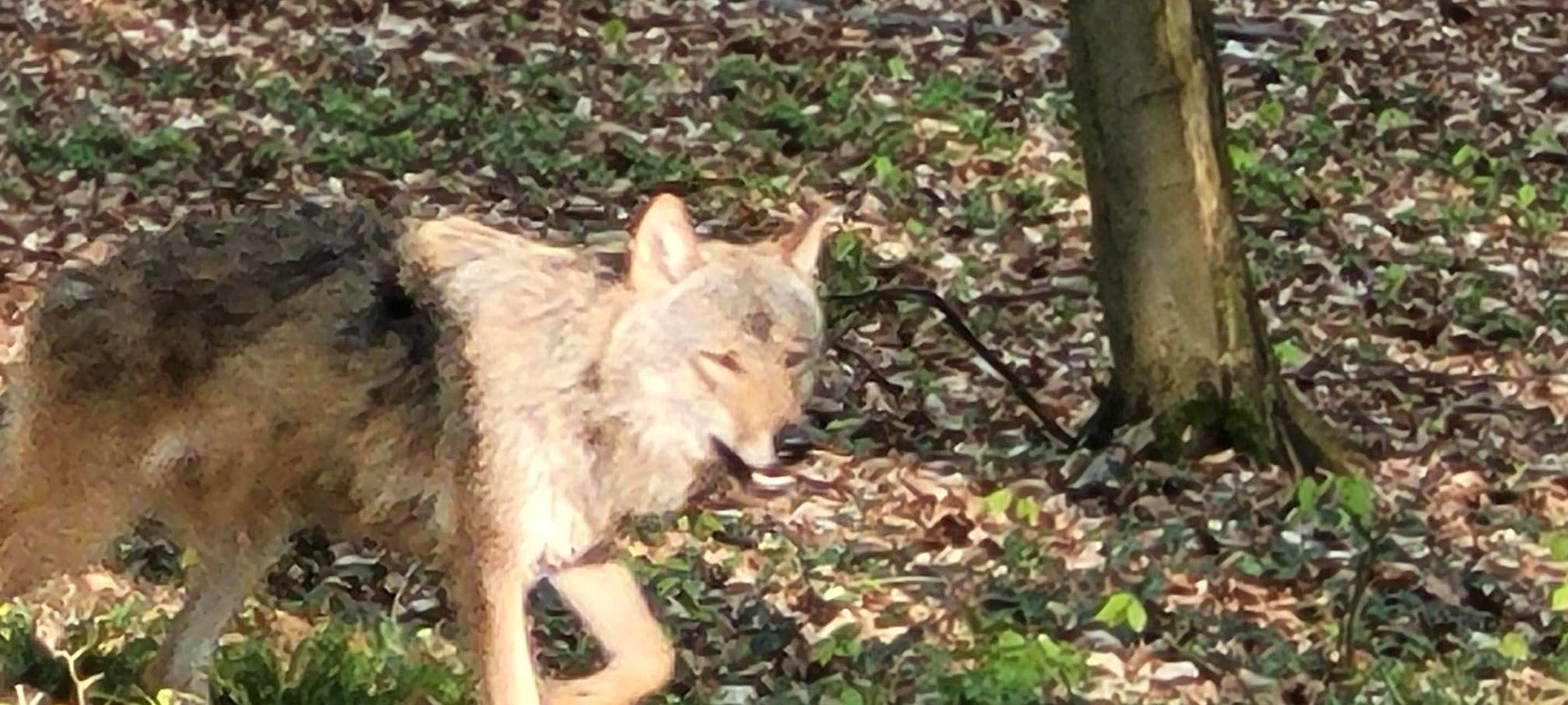 OLFEN: Wolfs-Verdacht