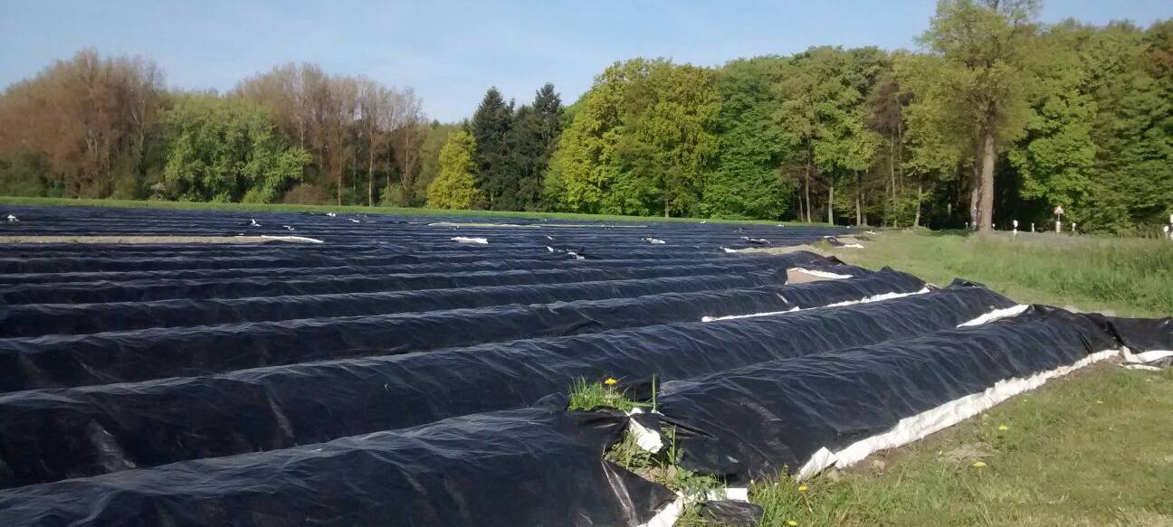 Spargelhelfer kommen bald in den Kreis