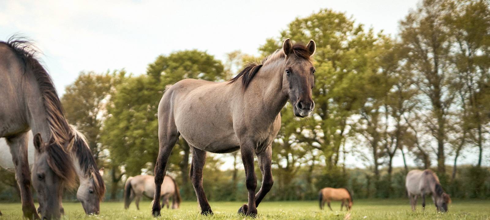 Die Wildpferde im TV