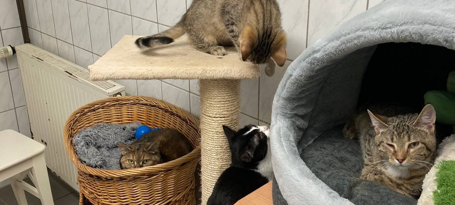 GOXEL: Tierheim-Neubau kommt voran