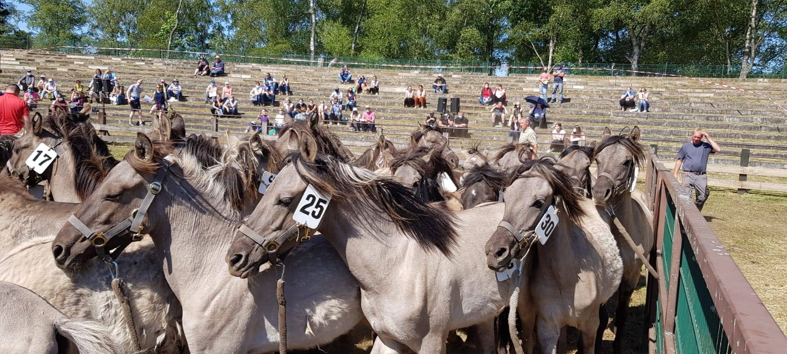 DÜLMEN: Teamwork beim Wildpferdefang