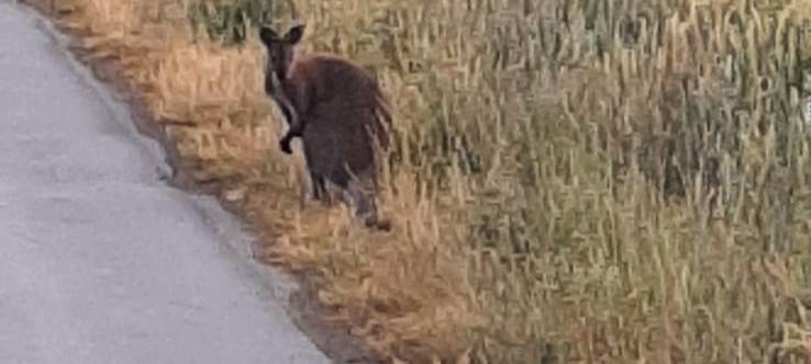 LÜDiNGHAUSEN: Kängurus wieder da!