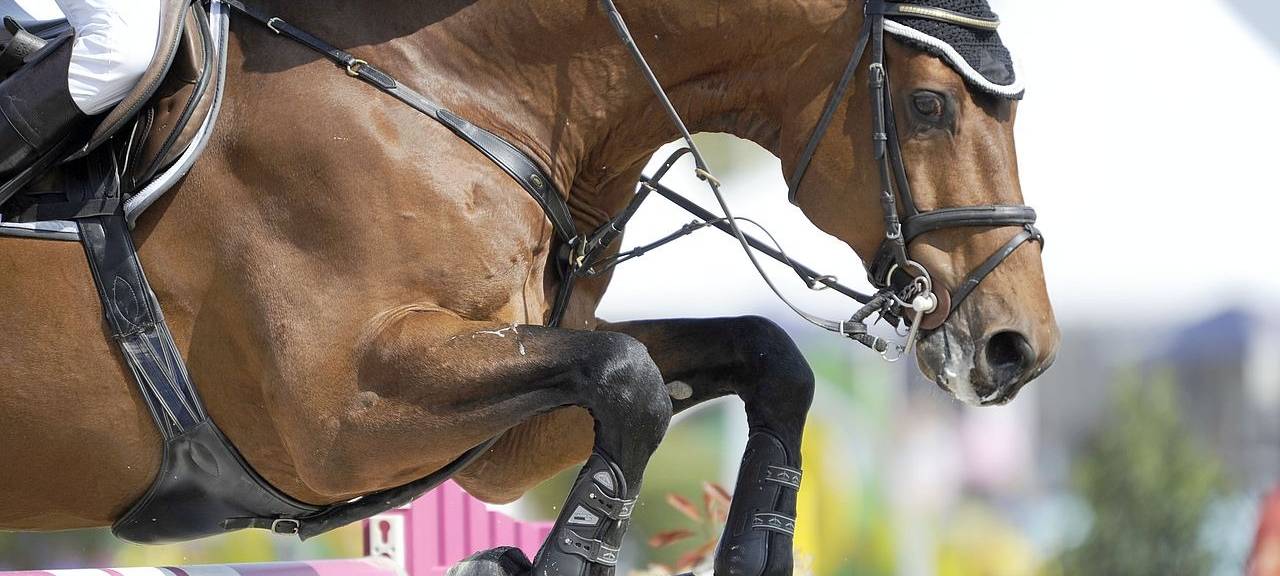 MÜNSTER: 1000 Reiter am Start beim großen Reitturnier