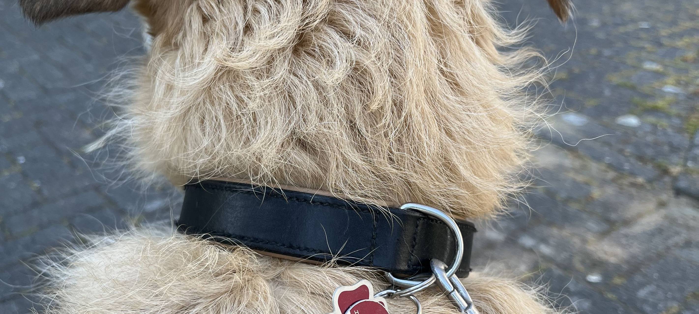 COESFELD: Hunde müssen an die Leine