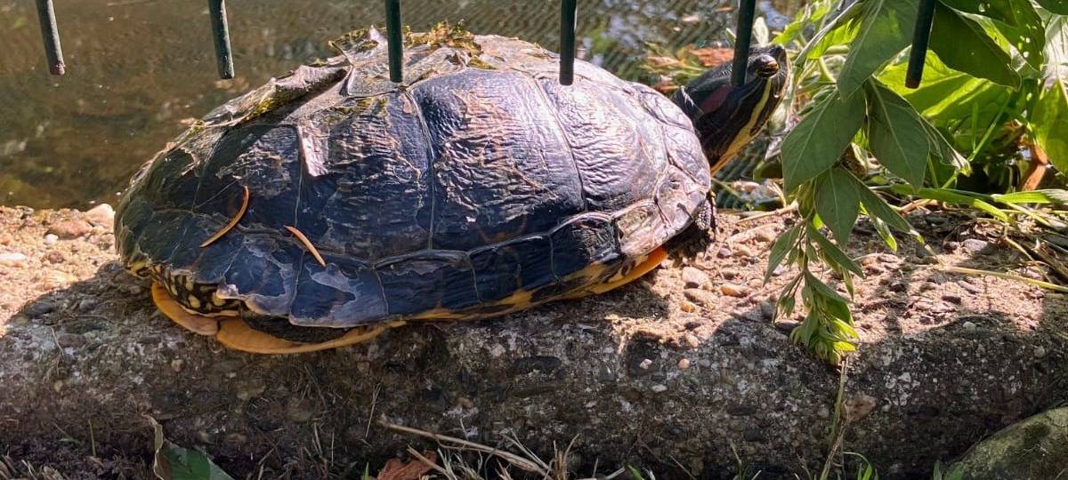 Schildkröte gefunden
