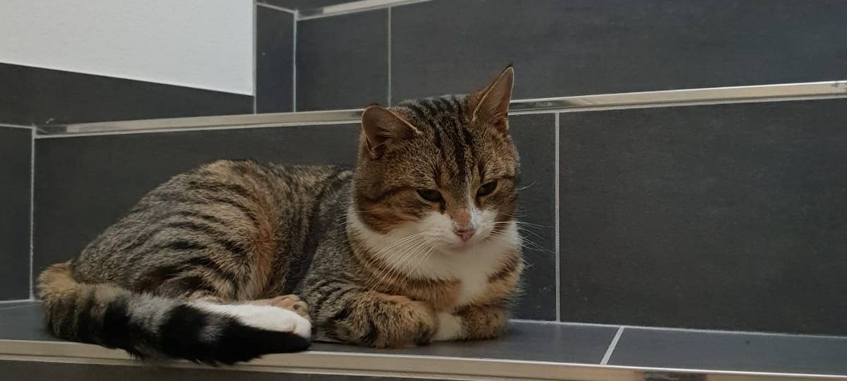 Kater entlaufen