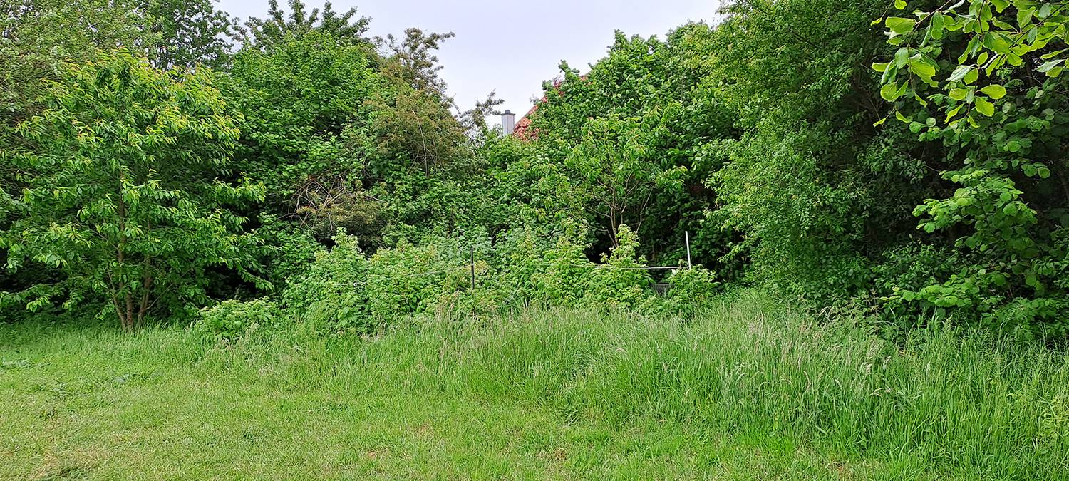 LÜDINGHAUSEN: Wuchernde Pflanzen