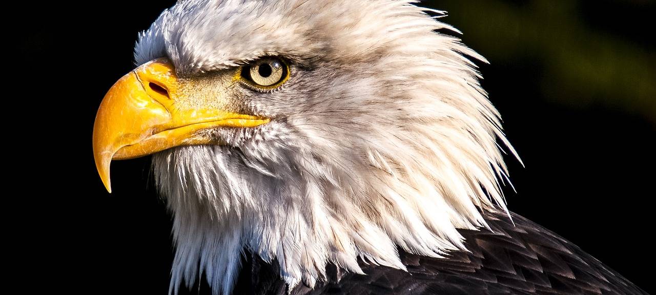 KREIS: Toter Seeadler aufgefunden