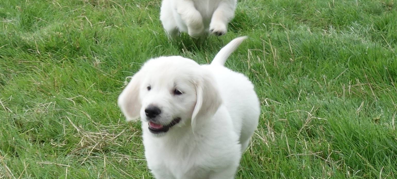 HERBERN: Hundewelpen gestohlen