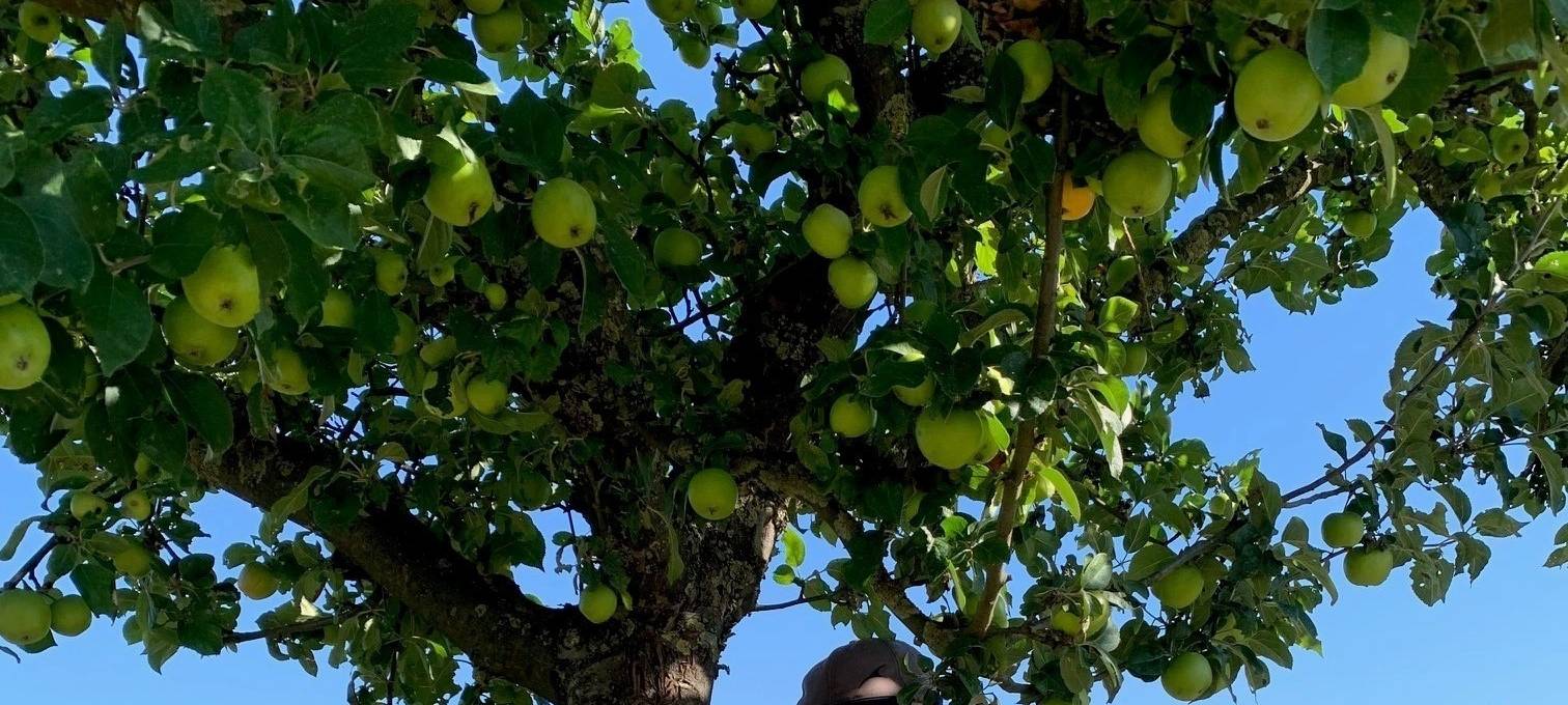 KREIS: Obstpflück-Aktionen laufen gut