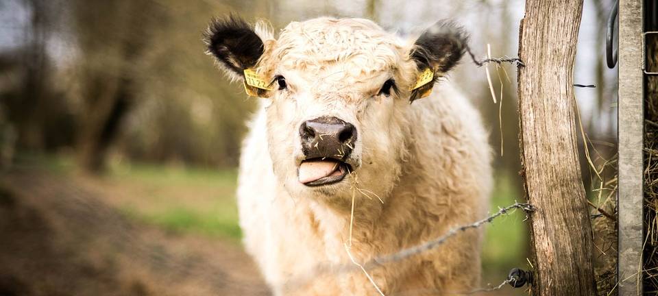 WESTERBAUERSCHAFT: Alle Rinder wieder im Stall