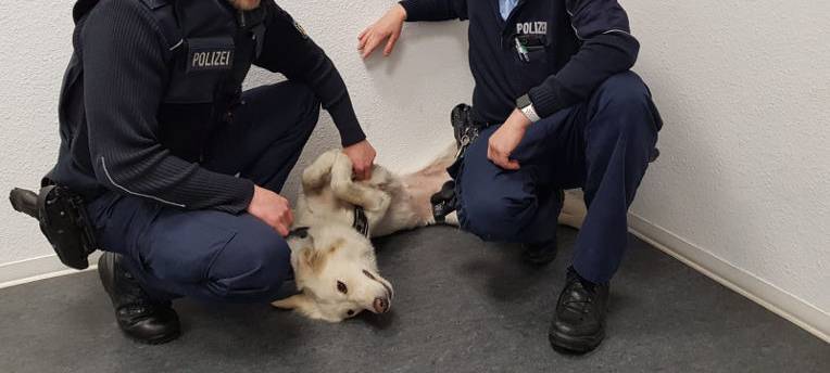 Bahnstrecke "Münster - Dülmen - Ruhrgebiet": Polizei rettet Hund auf Gleisen