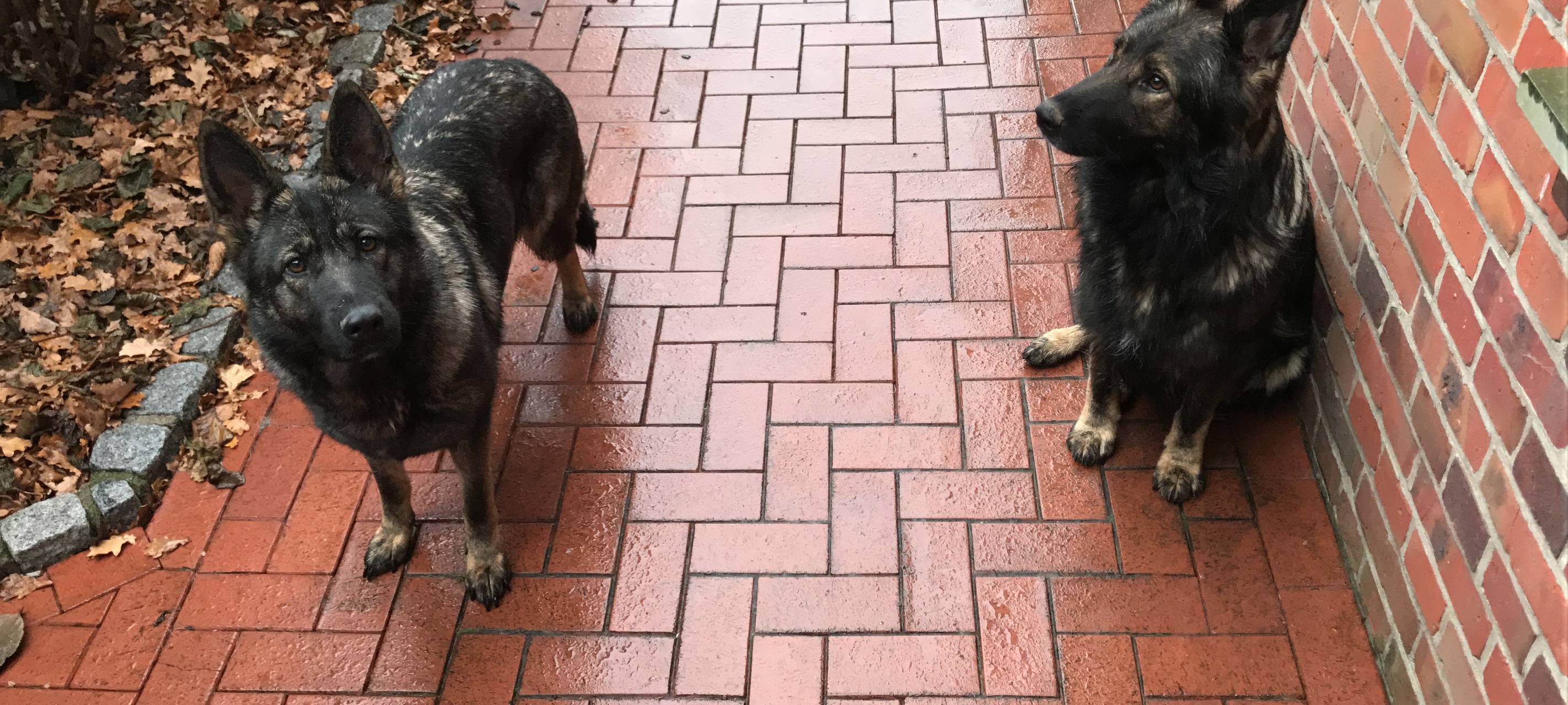 Schäferhunde entlaufen.
