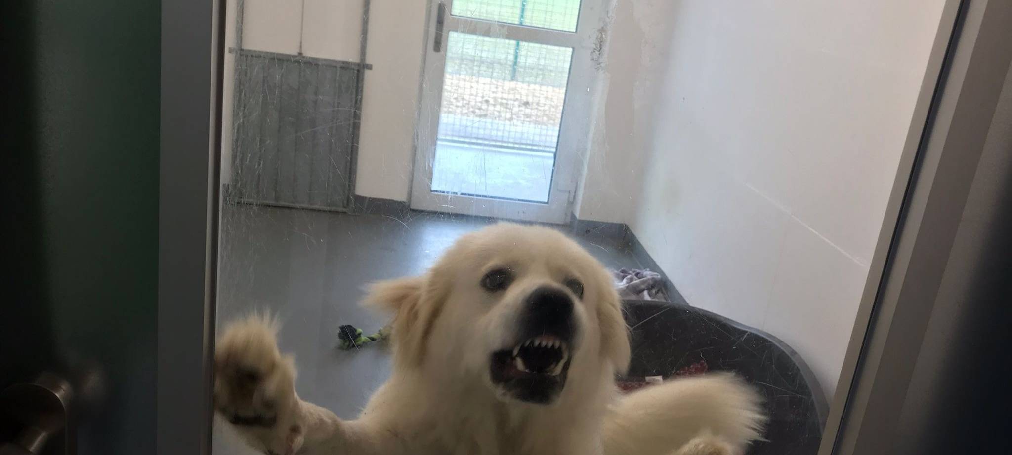 COESFELD: Überbelegtes Tierheim