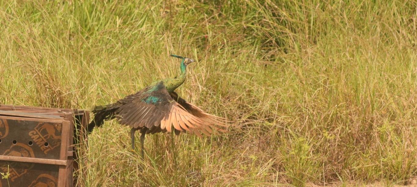 MÜNSTER: Vögel erfolgreich ausgewildert