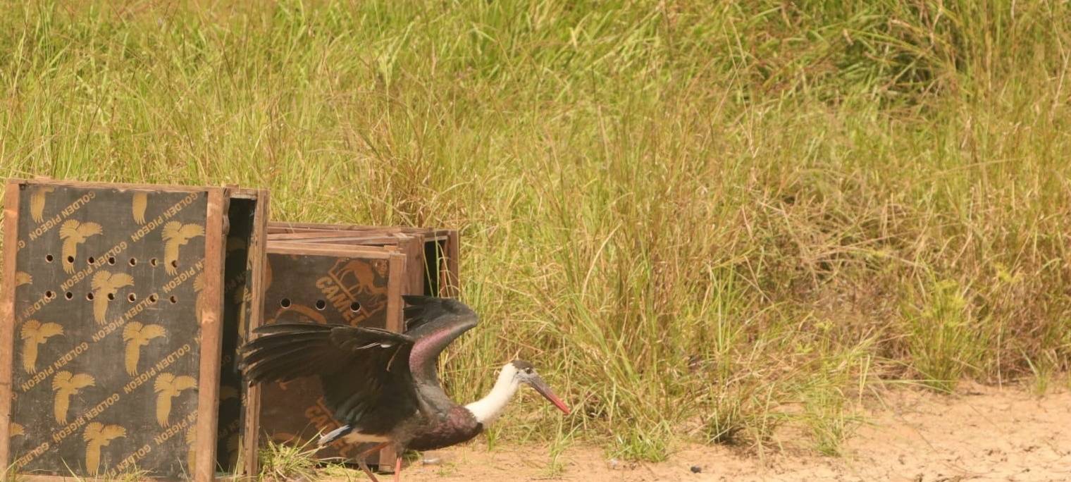 MÜNSTER: Vögel erfolgreich ausgewildert