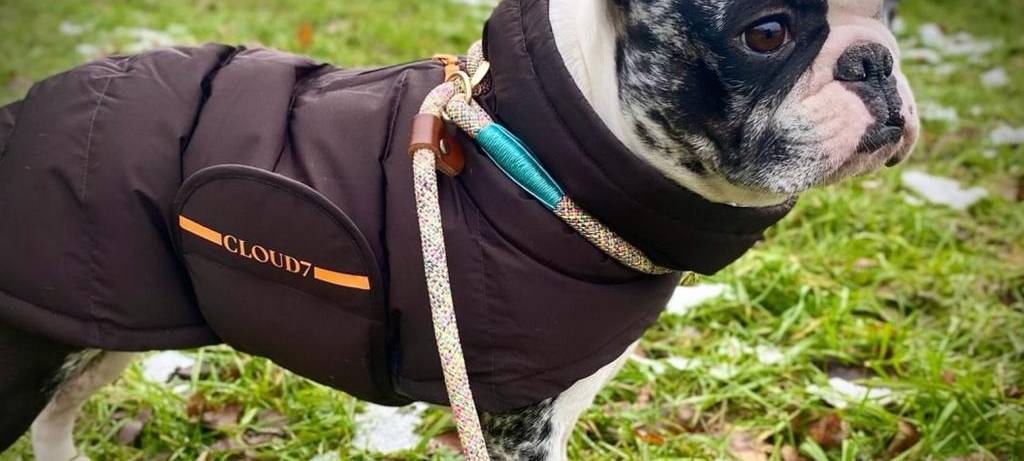 Hunde bei Kälte