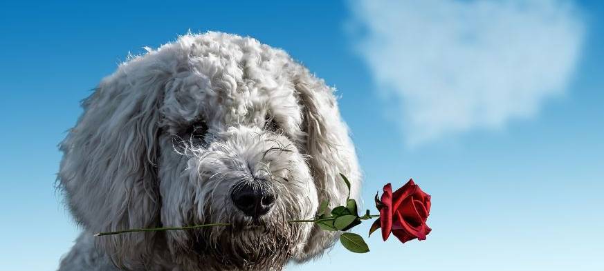Ihr Thema im Radio: Valentinstag-Aktion