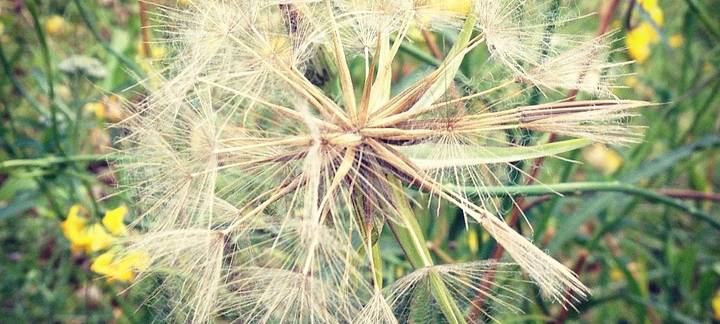 KREIS: Pollen fliegen schon