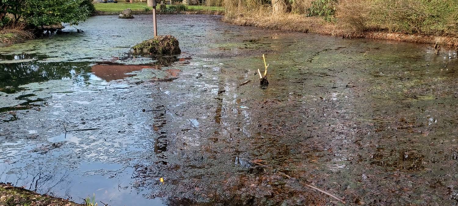 NOTTULN: Frühjahrsputz im Rhodeteich
