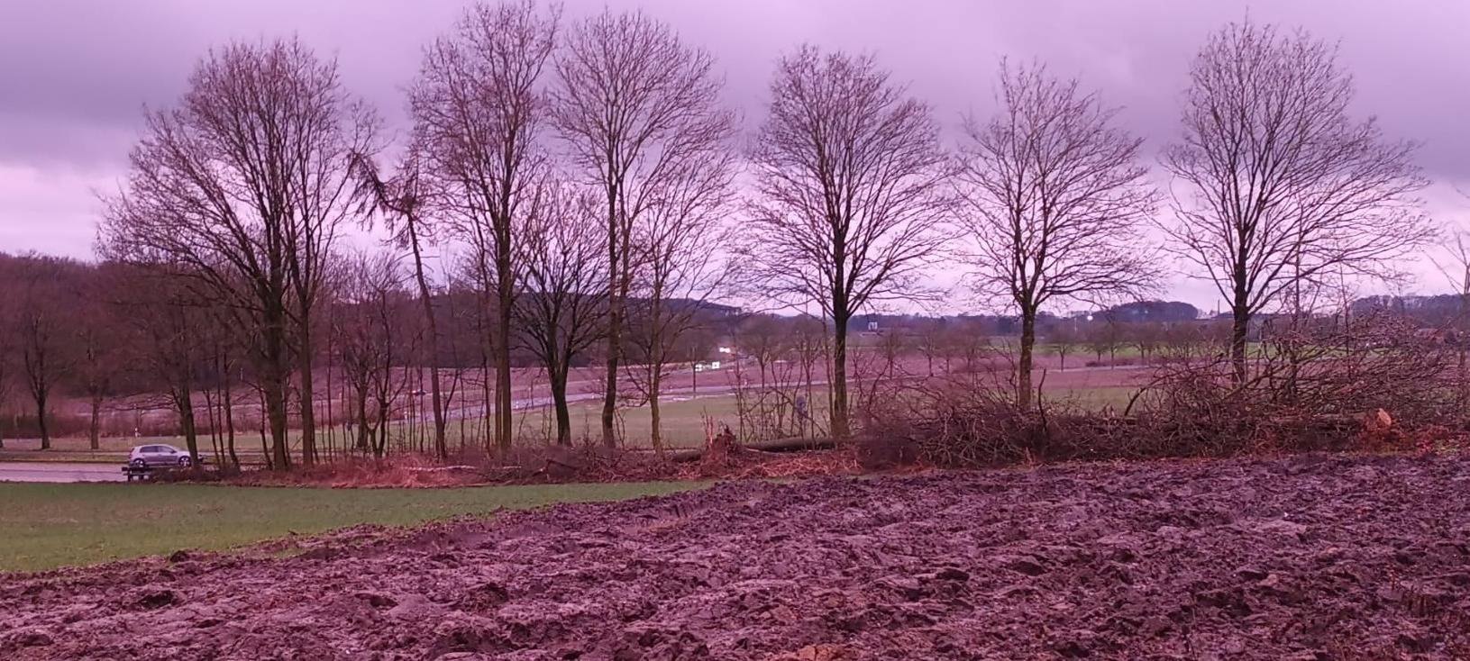 DARUP: Gefällte Bäume