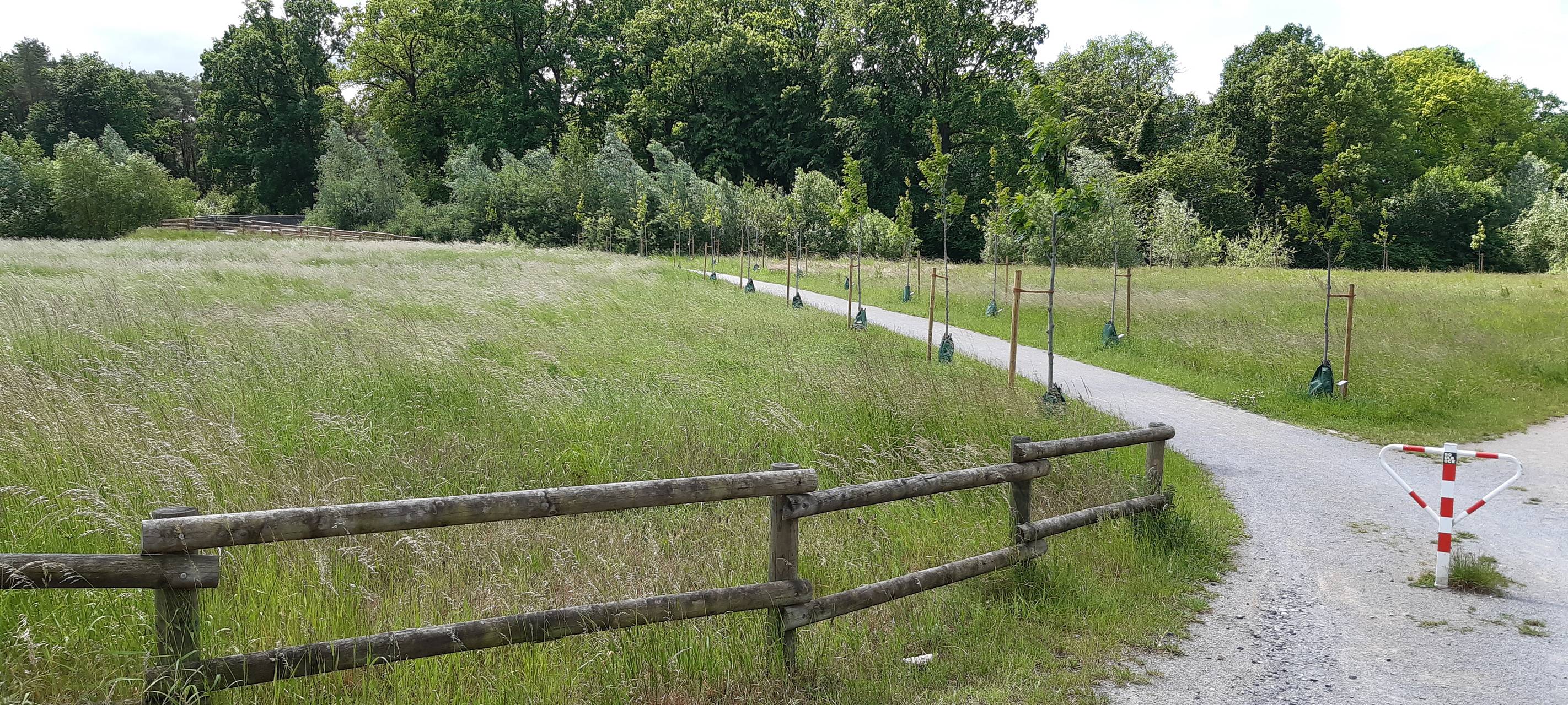 OLFEN: Baumpflanzaktion