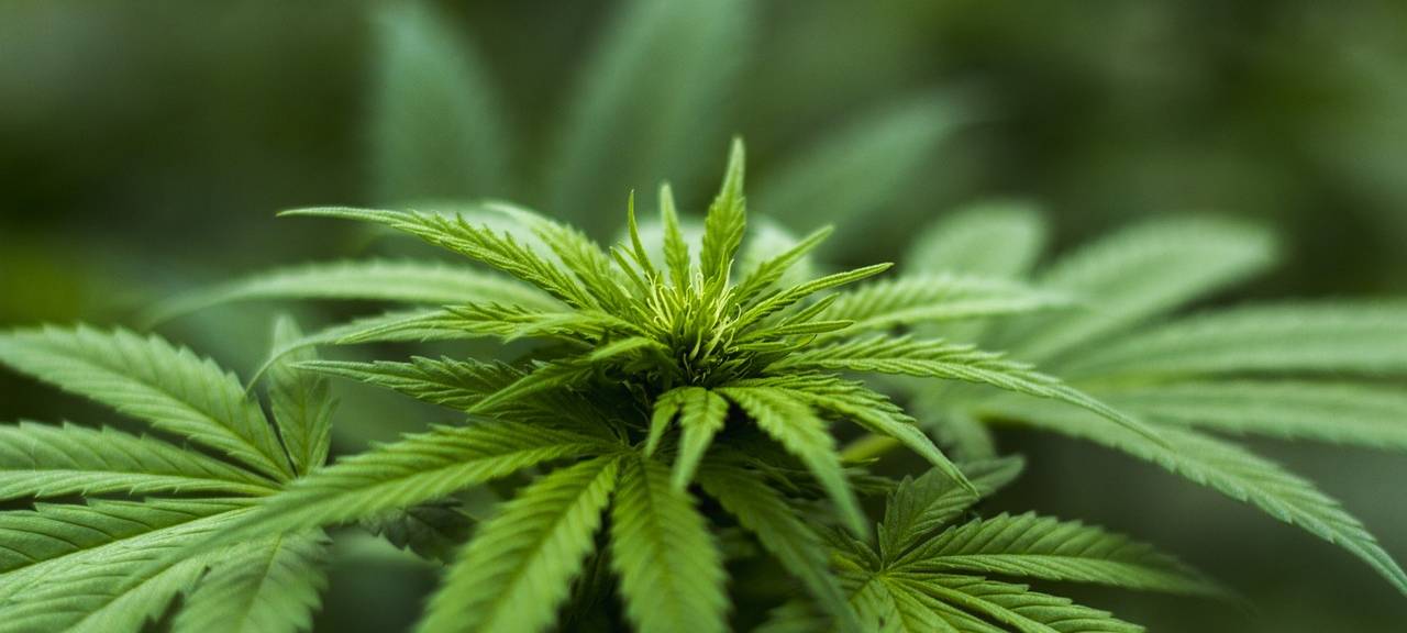KREIS: Cannabis Legalisierung