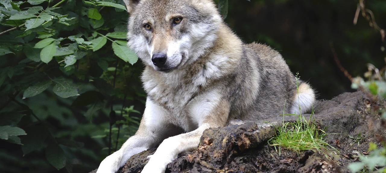 DALDRUP/DERNEKAMP: Wolf?!