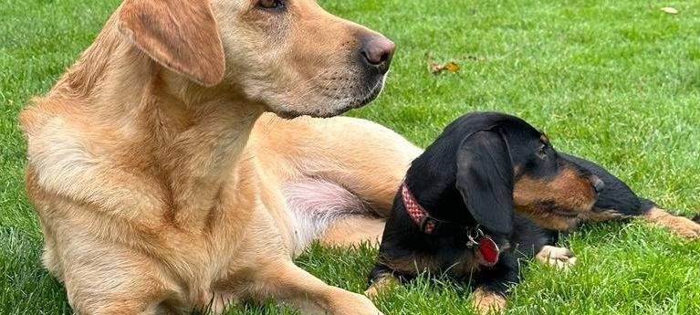 KREIS: Hundebestand wächst