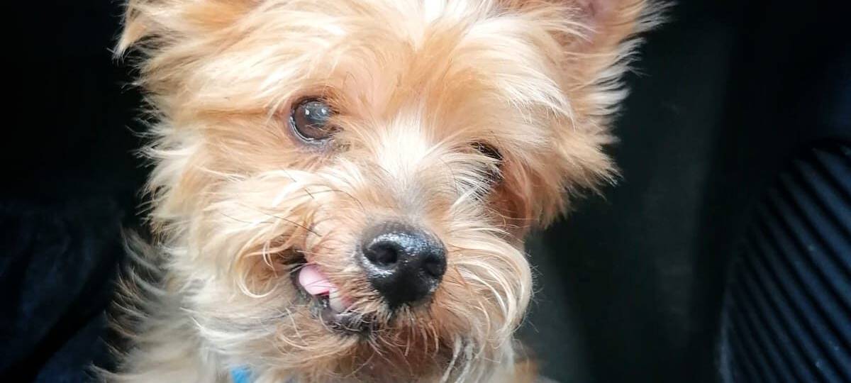 ASCHEBERG: Belohnung für ausgesetzten Hund