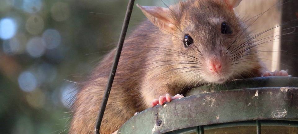 KREIS: Neue Regeln zur Rattenbekämpfung