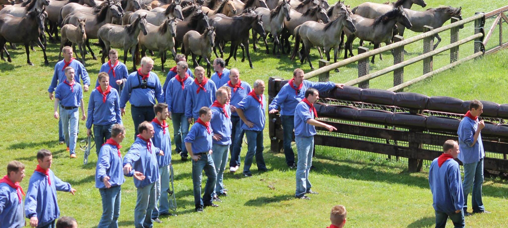 Tickets für Wildpferdefang