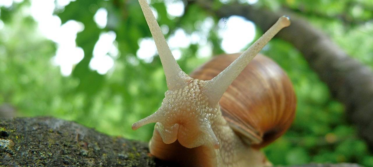 KREIS: Schneckenplage - was tun?