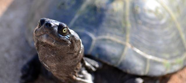 Schildkröten in der Stever