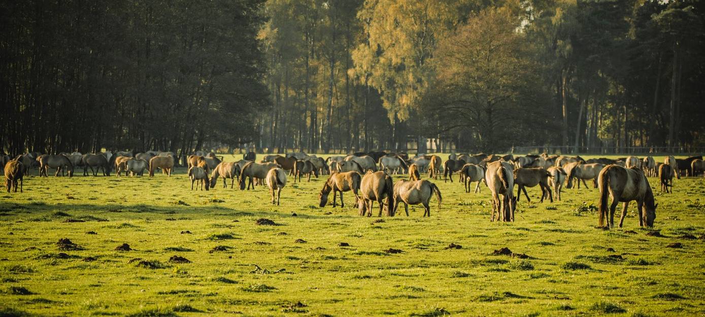 MERFELD: Saisonende Wildpferdebahn