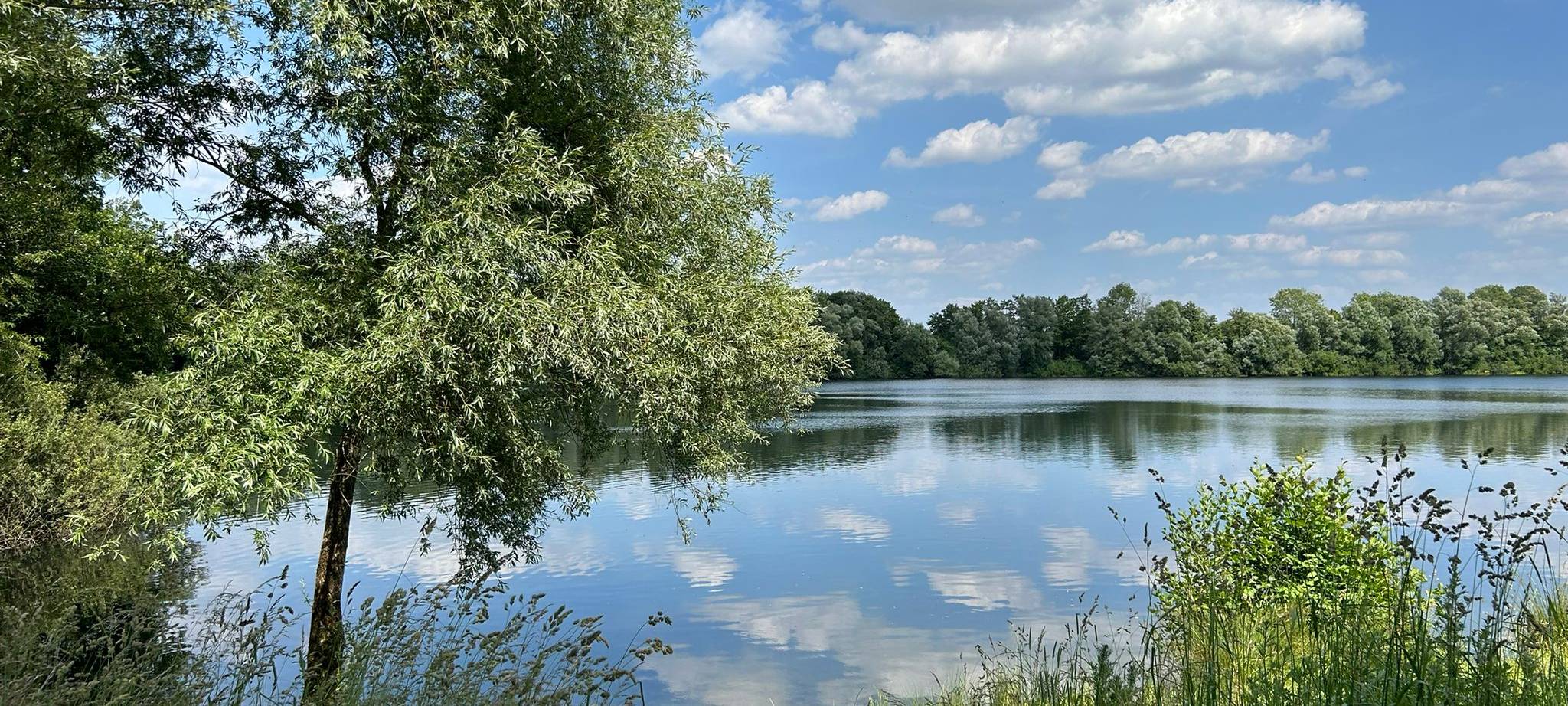 MÜNSTER: Blaualgenbefall