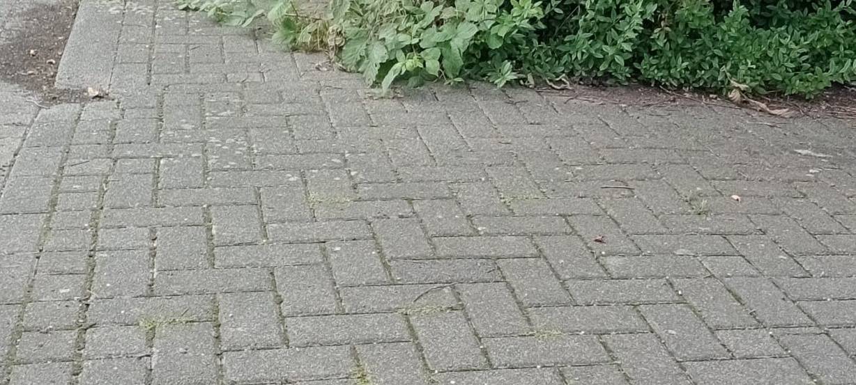 BULDERN: Dringender Rückschnitt
