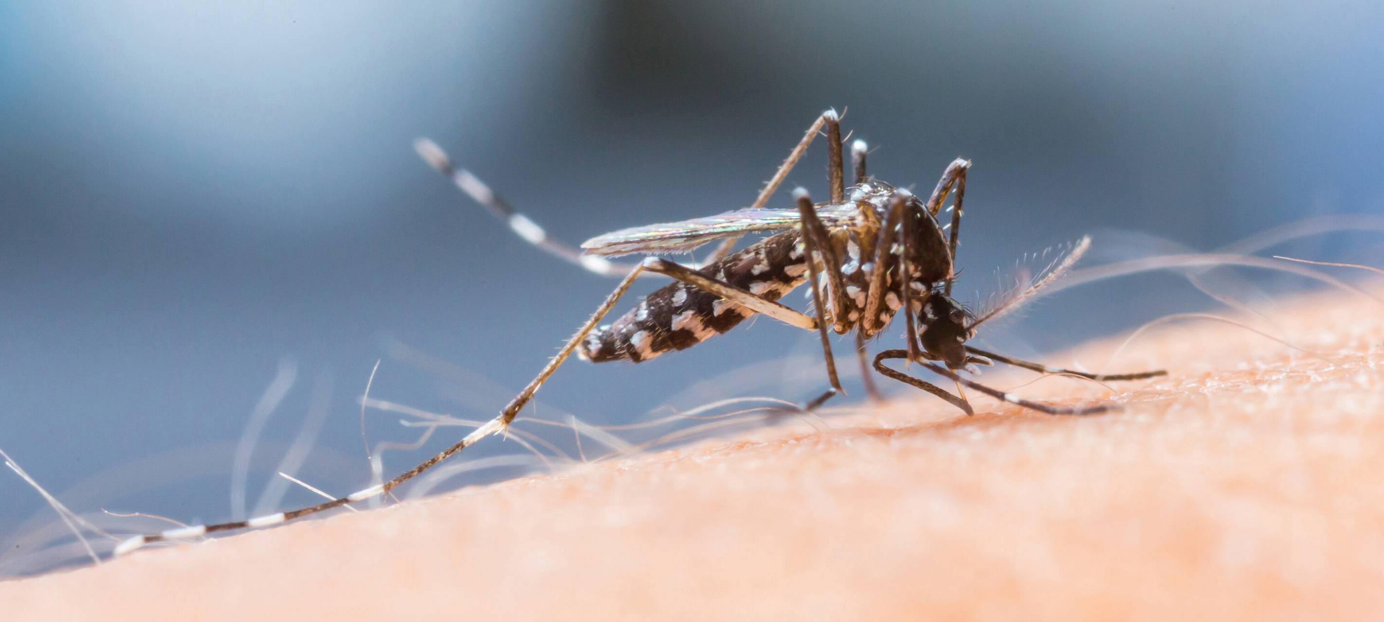KREIS: Vorsicht bei Insektenstichen