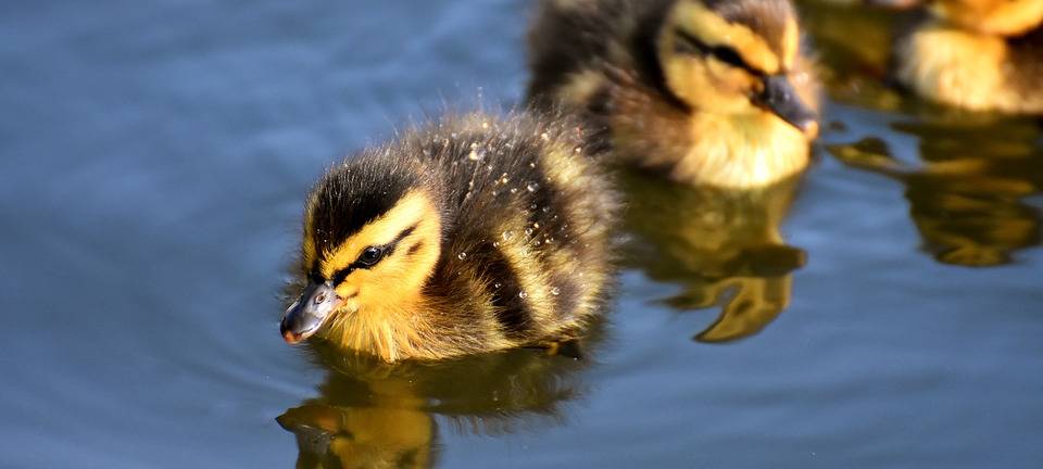 OSTERWICK: Entenfamilie am Wassertretbecken