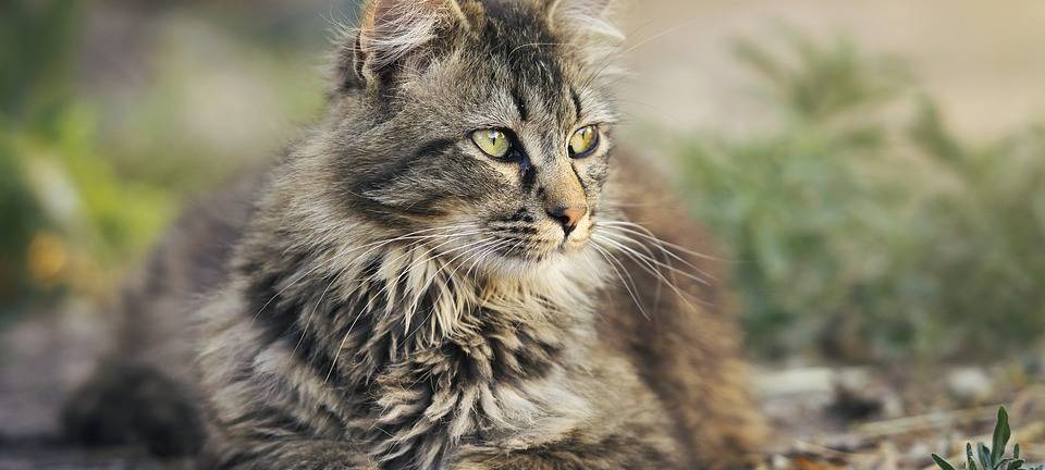KREIS: Bilanz Katzenchip- und Kastrationspflicht