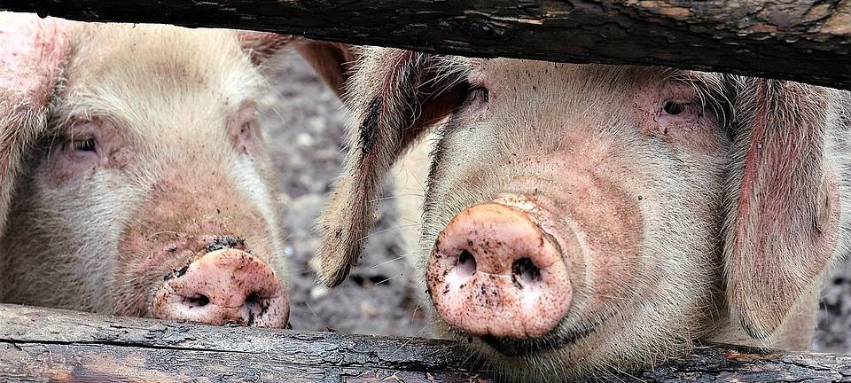 KREIS: Sorge vor Afrikanischer Schweinepest