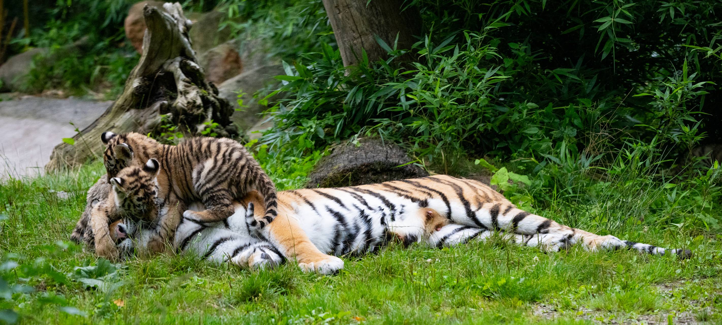MÜNSTER: Tigerjungen