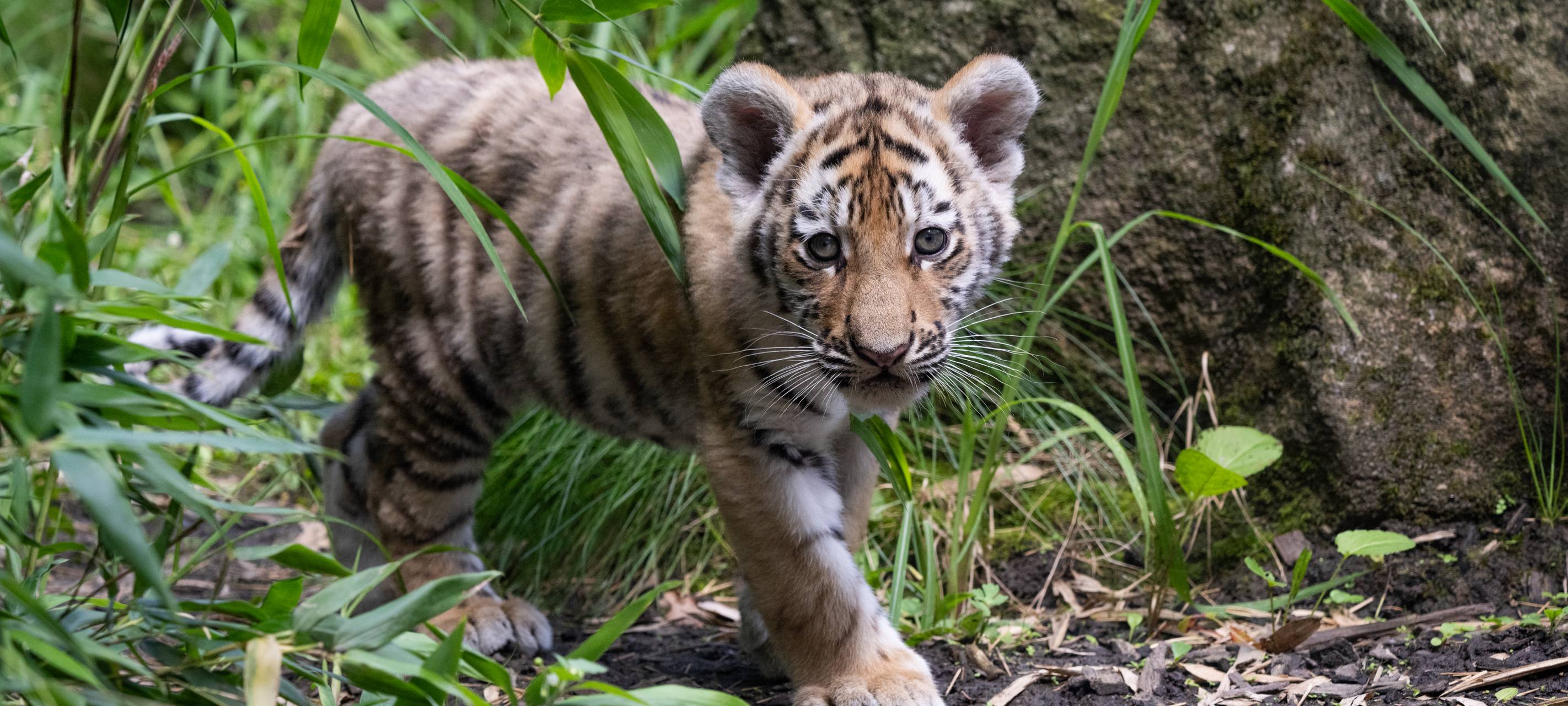 MÜNSTER: Tigerjungen