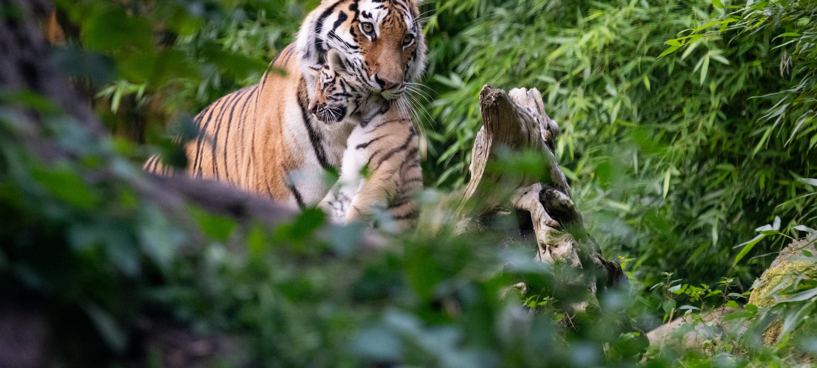 MÜNSTER: Tigerjungen