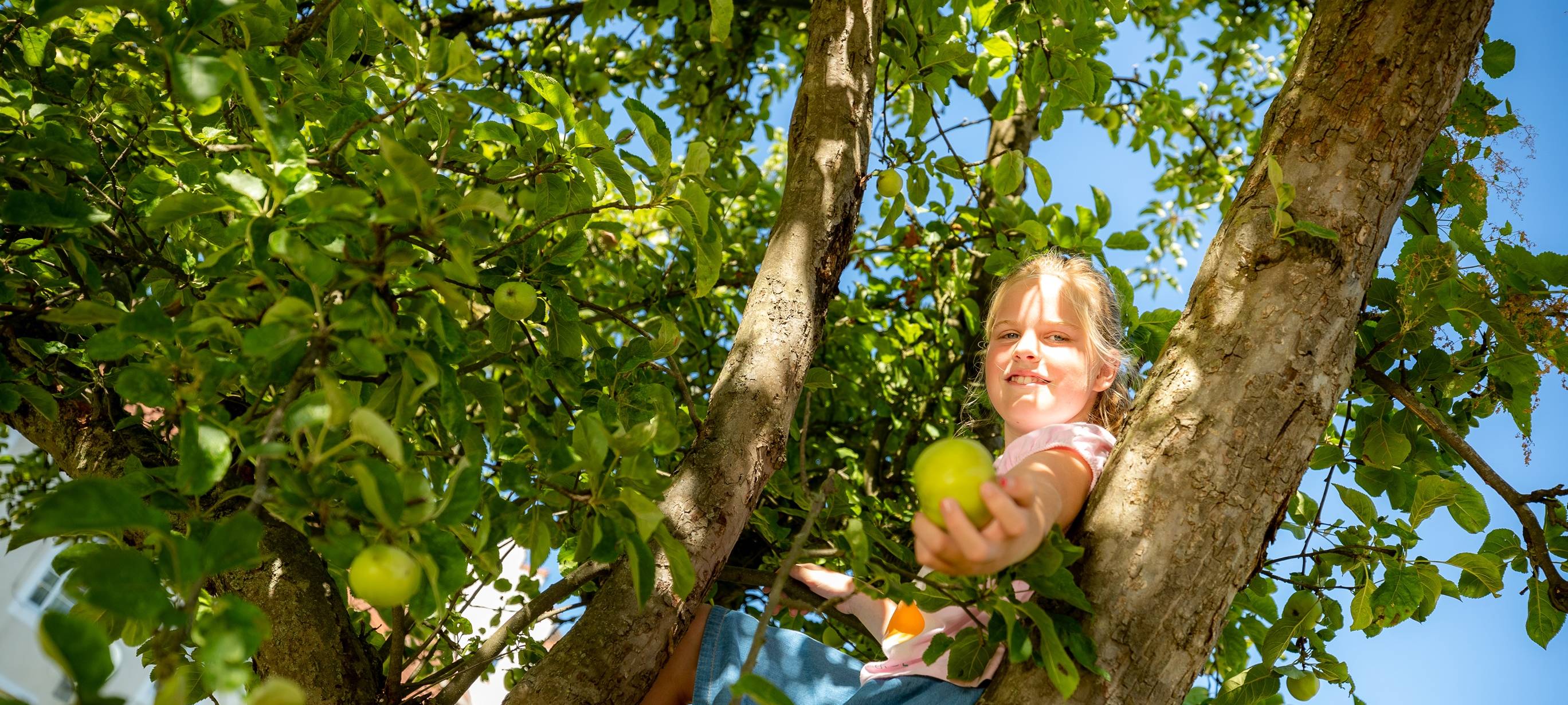 LÜDINGHAUSEN: Obst pflücken erlaubt