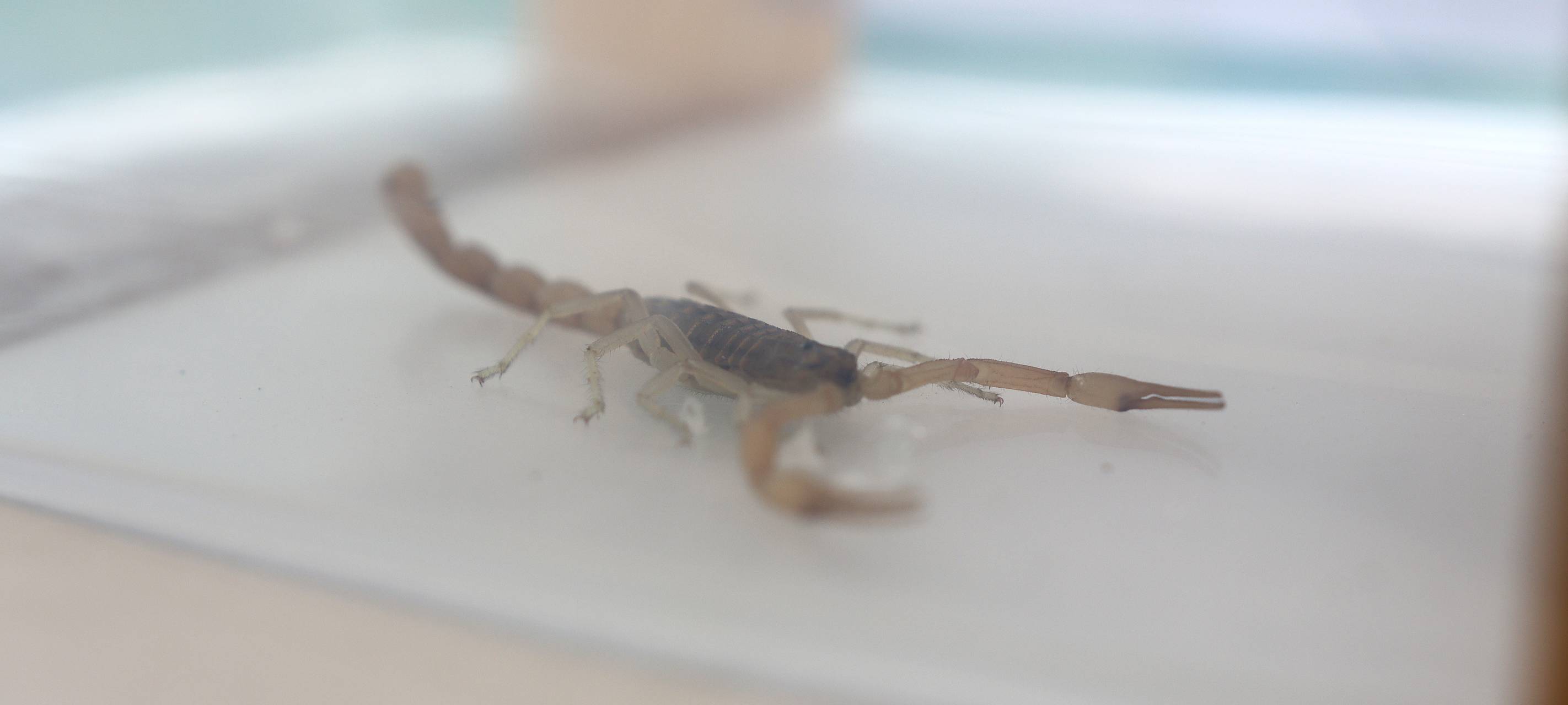 DÜLMEN: Was passiert mit Skorpion?